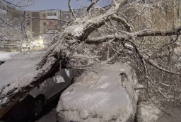 copac cazut pe masini