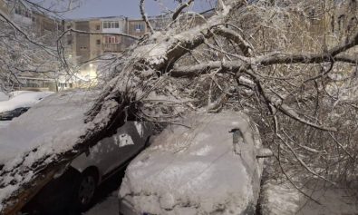 copac cazut pe masini