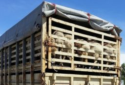 tir ce transporta animale