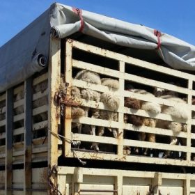 tir ce transporta animale