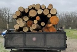 transport ilegal lemne