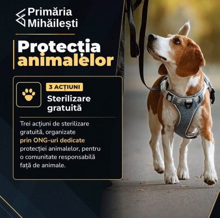 Realizari Mihailesti 7