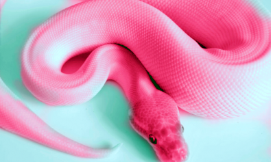 26679-Pink-Snake