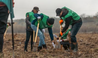 plantare arbori 1