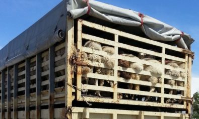 tir ce transporta animale