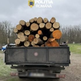 transport ilegal lemne