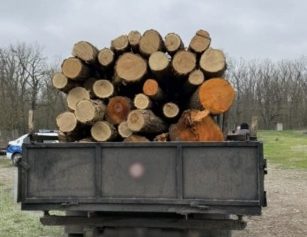 transport ilegal lemne