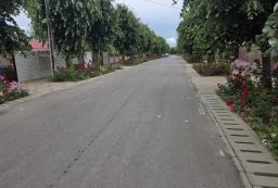 trandafiri prundu-1