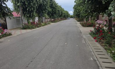 trandafiri prundu-1